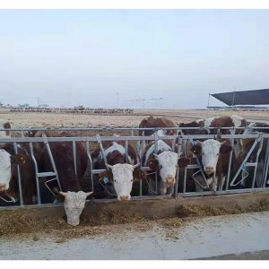 cârlige pentru capete de bovine și juguri zincate la cald pentru gâtul vacilor